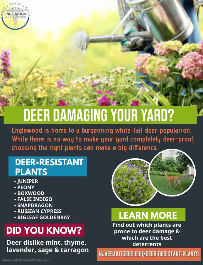 Deer Damaging Your Yard